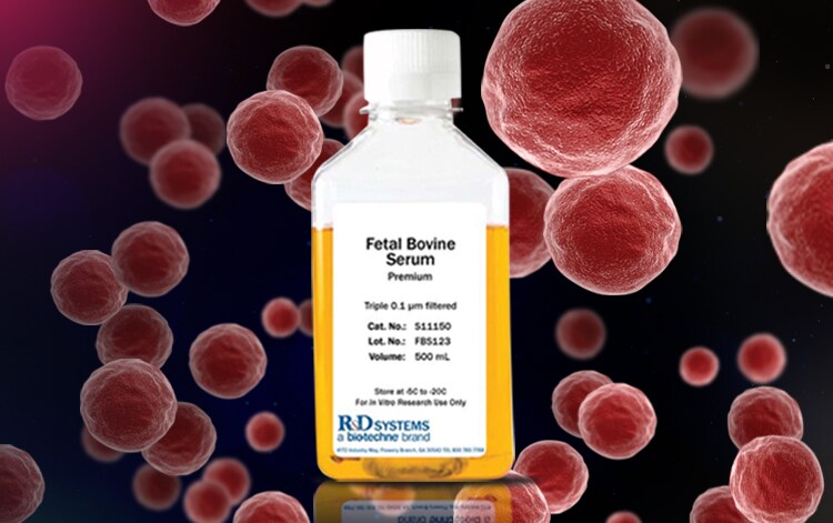 Identifying a Consistent Source for Fetal Bovine Serum