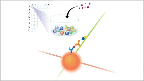 Luminex Bead-based Multiplex Assay Principle