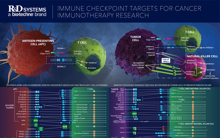 Immune Checkpoint Targets for Cancer Immunotherapy Research Poster