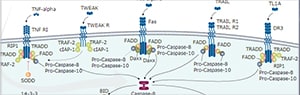 Apoptosis Signaling Pathway