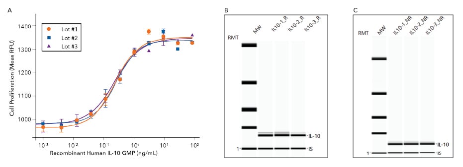 Analysis of the activity, lot-to-lot consistency and purity of R&D Systems GMP-grade Recombinant Human IL-7 protein