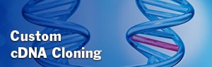 cDNA Clones-Custom cDNA Cloning