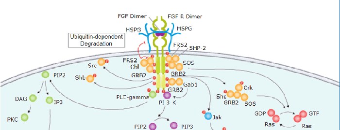 FGF Family Signaling Pathways