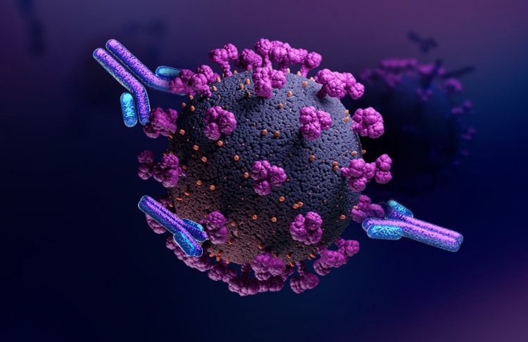 Omicron Blocking Antibodies