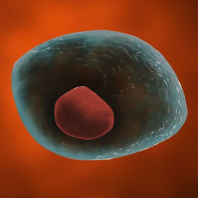 Embryonic Stem Cell