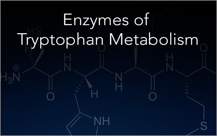 Tryptophan metabolism enzymes: IDO1, IDO2, KAT, TDO2