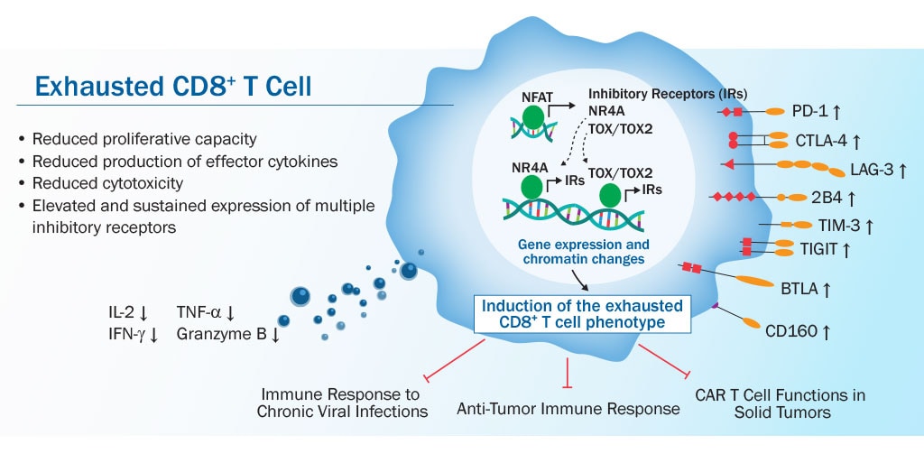 Exhausted CD8<sup>+</sup> T Cell