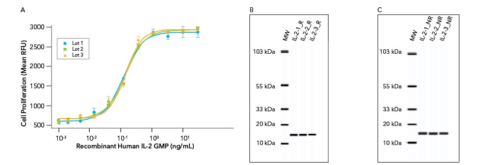 Analysis of the activity, lot-to-lot consistency and purity of R&D Systems GMP-grade Recombinant Human IL-2 protein