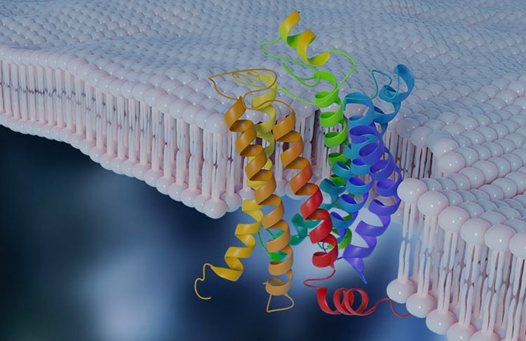 R&D Systems highly validated G Protein-Coupled Receptors (GPCR) Antibodies