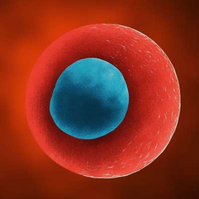 Hematopoietic Stem Cell