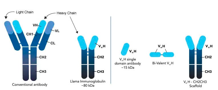 Camelid antibodies are made up of only 2 heavy chains and contain a binding domain call the VHH region.