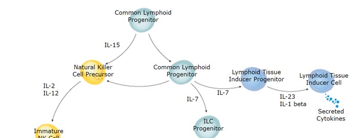 Innate Lymphoid Cells Differentiation