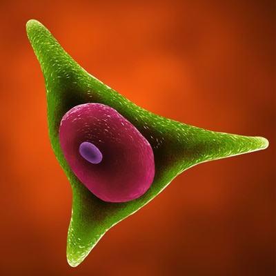 Mesenchymal Stem Cell