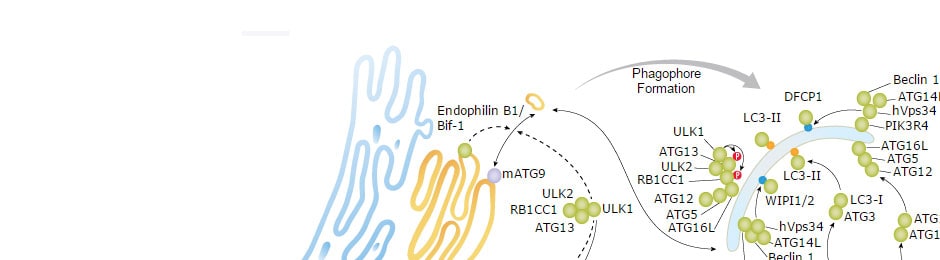 Explore Our Interactive Pathways