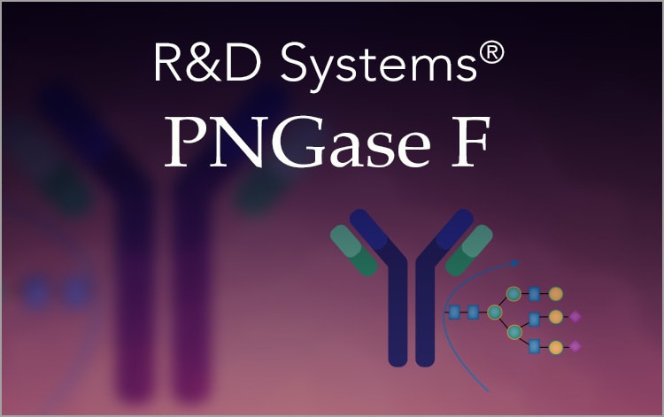 PNGase F enzyme for deglycosylation of proteins