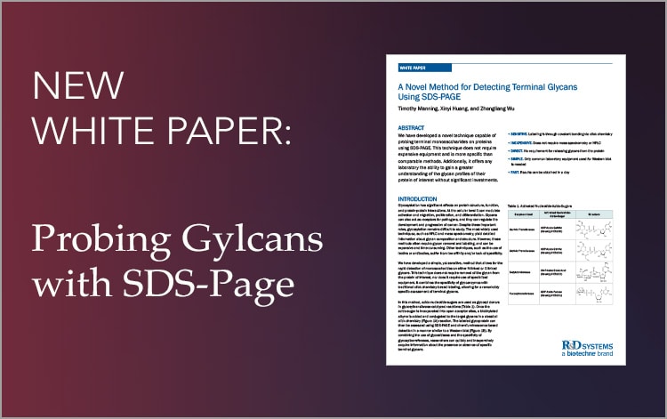 White Paper: Probing Glycans with SDS-PAGE