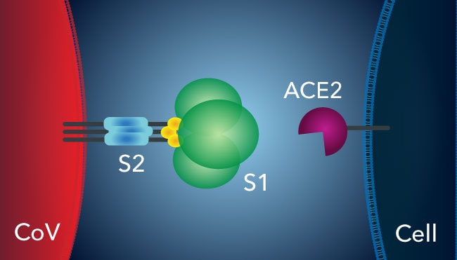 ACE-2 Receptor Recognition