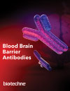 Blood-Brain Barrier Antibodies