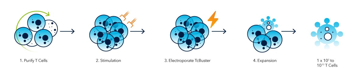 Step 1: Purify T Cells, Step 2: Stimulation, Step 3: Electroporate TcBuster, Step 4: Expansion. Resulting in 1x108 to 1010 T Cells