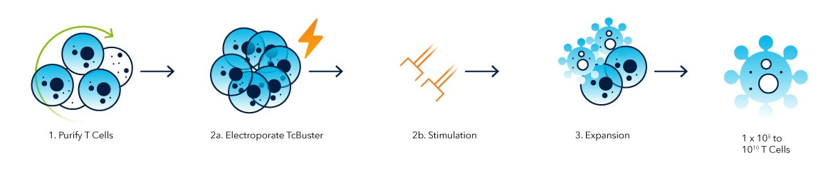 Step 1: Purify T Cells, Step 2: Electroporate TcBuster, Step 2b: Stimulation Step 3: Expansion. Resulting in 1x108 to 1010 T Cells