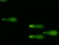 CometAssay Single Cell Gel Electrophoresis