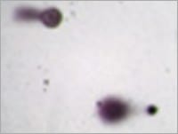 Visualization of DNA Damage using the CometAssay Silver Staining 