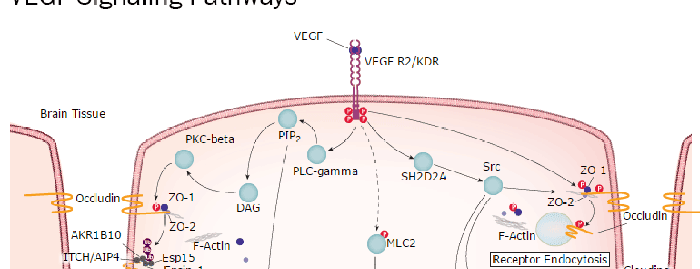 Blood-Brain Barrier and Immune Cell Transmigration: VEGF Signaling