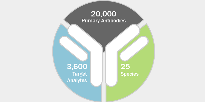 custom antibody services