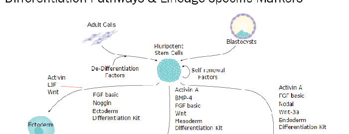 Embryonic and Induced Pluripotent Stem Cells &amp; Lineage-specific Markers