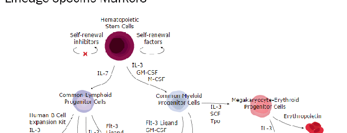 Hematopoietic Stem Cells &amp; Lineage-specific Markers