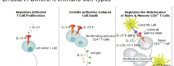 IL-15 Signaling and its Primary Biological Effects in Different Immune Cell Types