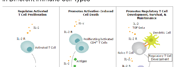 IL-2 Signaling and its Primary Biological Effects in Different Immune Cell Types