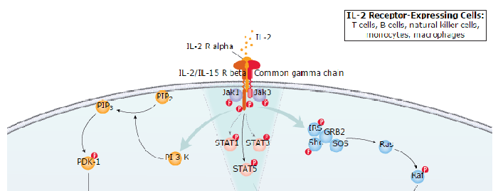 IL-2 Signaling Pathways