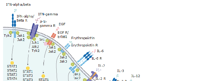 Jak/STAT Signaling Pathway