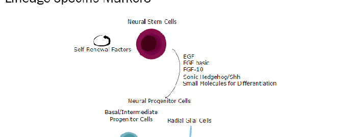 Neural Stem Cells &amp; Lineage-specific Markers