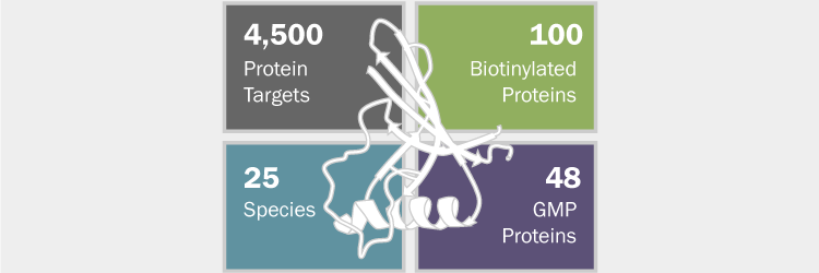 Our custom protein services allow you to choose from 4,500 protein targets, 48 GMP proteins, 100 biotinylated proteins, and 25 species.