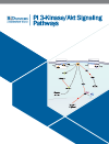 PI 3-Kinase/Akt Signaling Pathways