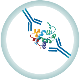 antibody and protein intra cellular