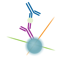 cell antibody detection