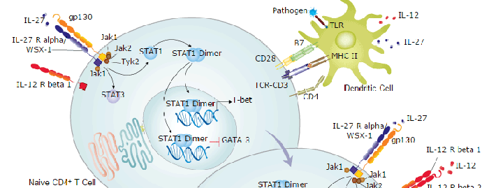 Th1 Differentiation