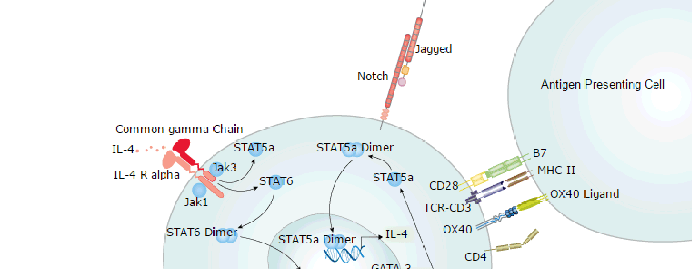 Th2 Differentiation