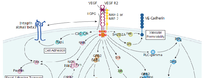 VEGF - VEGF R2 Signaling Pathways